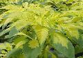 Yellow Amaranthus / Amaranthus tricolor 